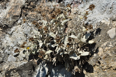 Pentanema verbascifolium