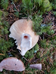 Lactarius trivialis
