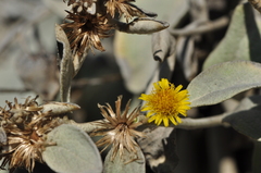 Pentanema verbascifolium