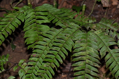Adiantum urophyllum