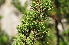 Juniperus turbinata