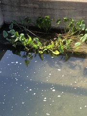 Sagittaria platyphylla