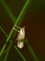 Crambus agitatellus