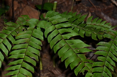 Adiantum urophyllum