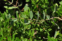 Lonicera implexa