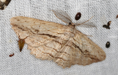 Scioglyptis loxographa