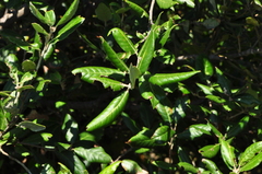 Quercus ilex