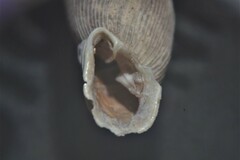 Laciniaria plicata