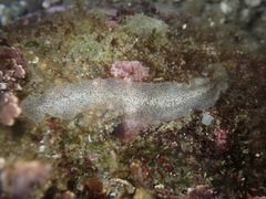 Enchiridium punctatum