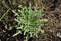Matthiola sinuata