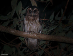 Strix virgata