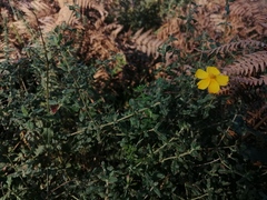 Cistus lasianthus