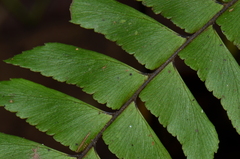 Adiantum urophyllum