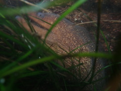 Gymnothorax mordax