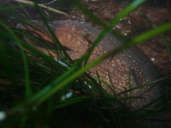 Gymnothorax mordax