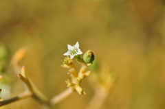 Thesium divaricatum