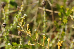 Thesium divaricatum