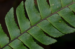 Adiantum urophyllum