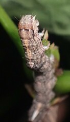 Sympistis chionanthi