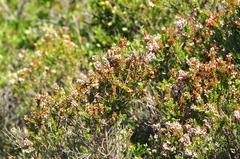 Erica manipuliflora