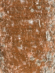 Trentepohlia