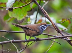 Pheugopedius maculipectus