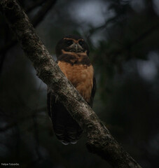 Pulsatrix koeniswaldiana