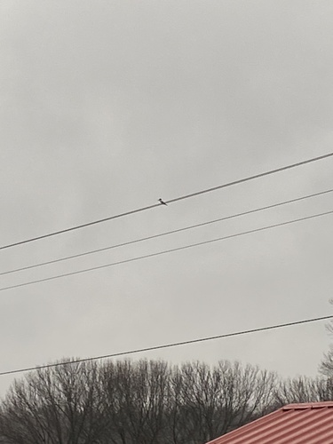 Belted Kingfisher photographed in Kentucky