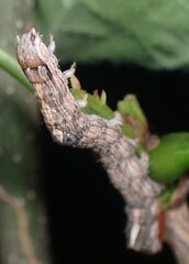 Sympistis chionanthi