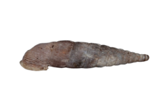 Laciniaria plicata