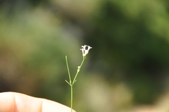 Asperula aristata aristata