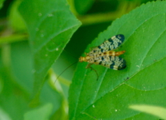 Panorpa speciosa