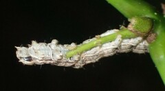 Sympistis chionanthi