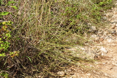 Asperula aristata aristata