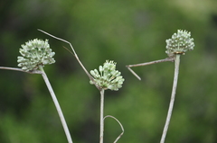 Allium chamaespathum