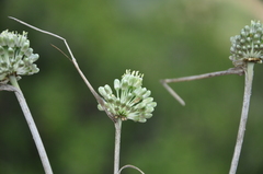 Allium chamaespathum