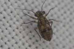 Mesopsocus