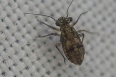 Mesopsocus