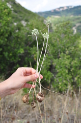 Allium chamaespathum