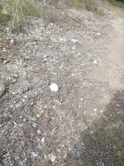 Stylocline gnaphaloides