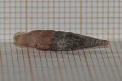 Laciniaria plicata