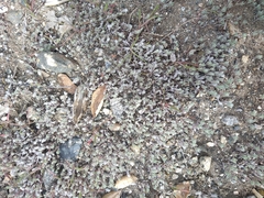 Stylocline gnaphaloides