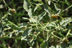 Chrozophora tinctoria