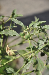 Chrozophora tinctoria