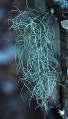 Usnea subscabrosa