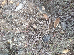 Stylocline gnaphaloides