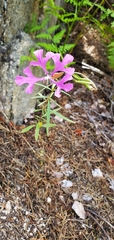 Clarkia pulchella