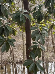 Magnolia grandiflora