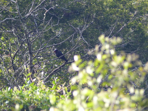 White-capped Tanager (Sericossypha albocristata), photo 9