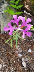 Clarkia pulchella